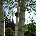 Haenflingsnest