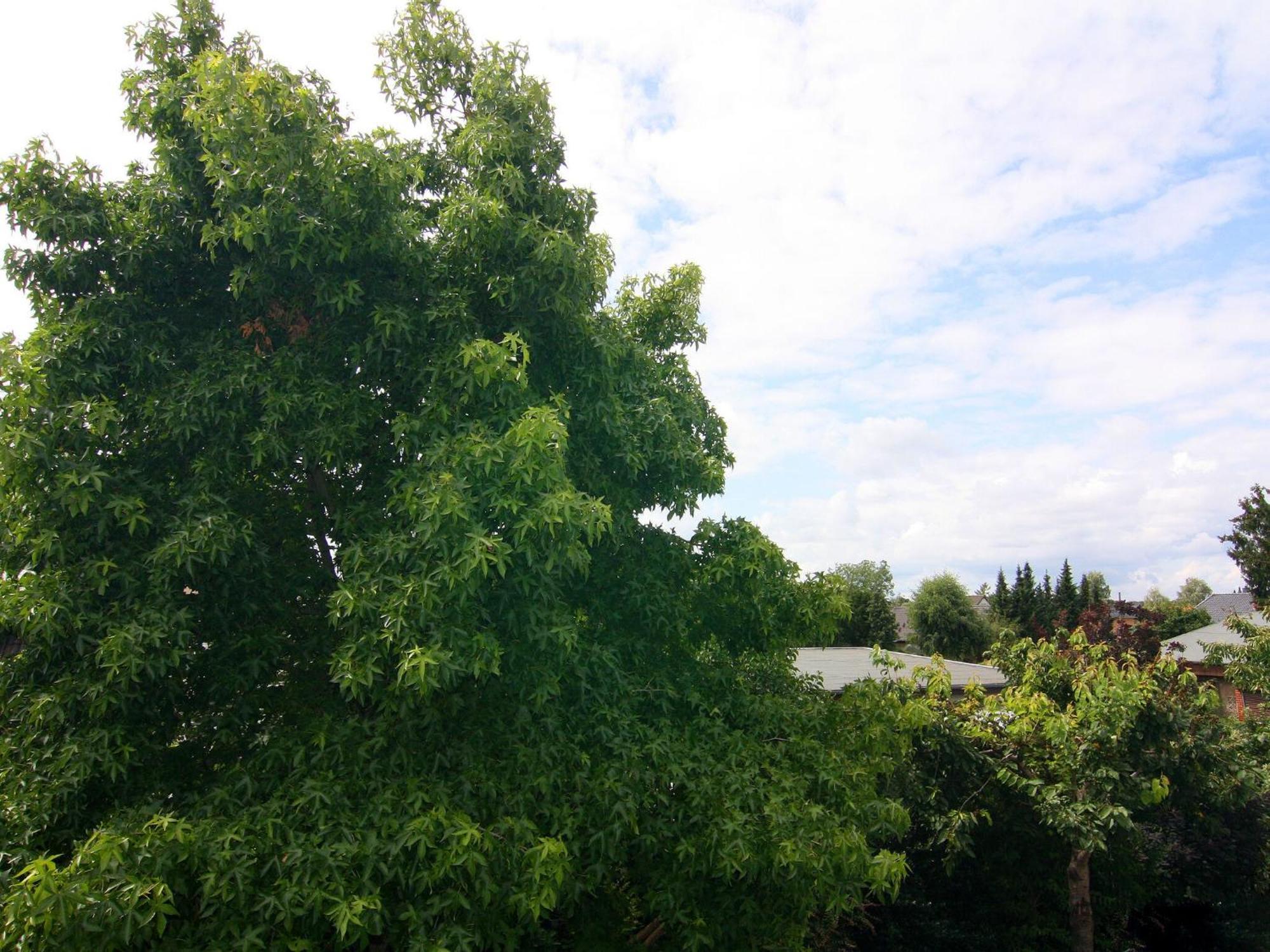 Amber In Mahlsdorf *