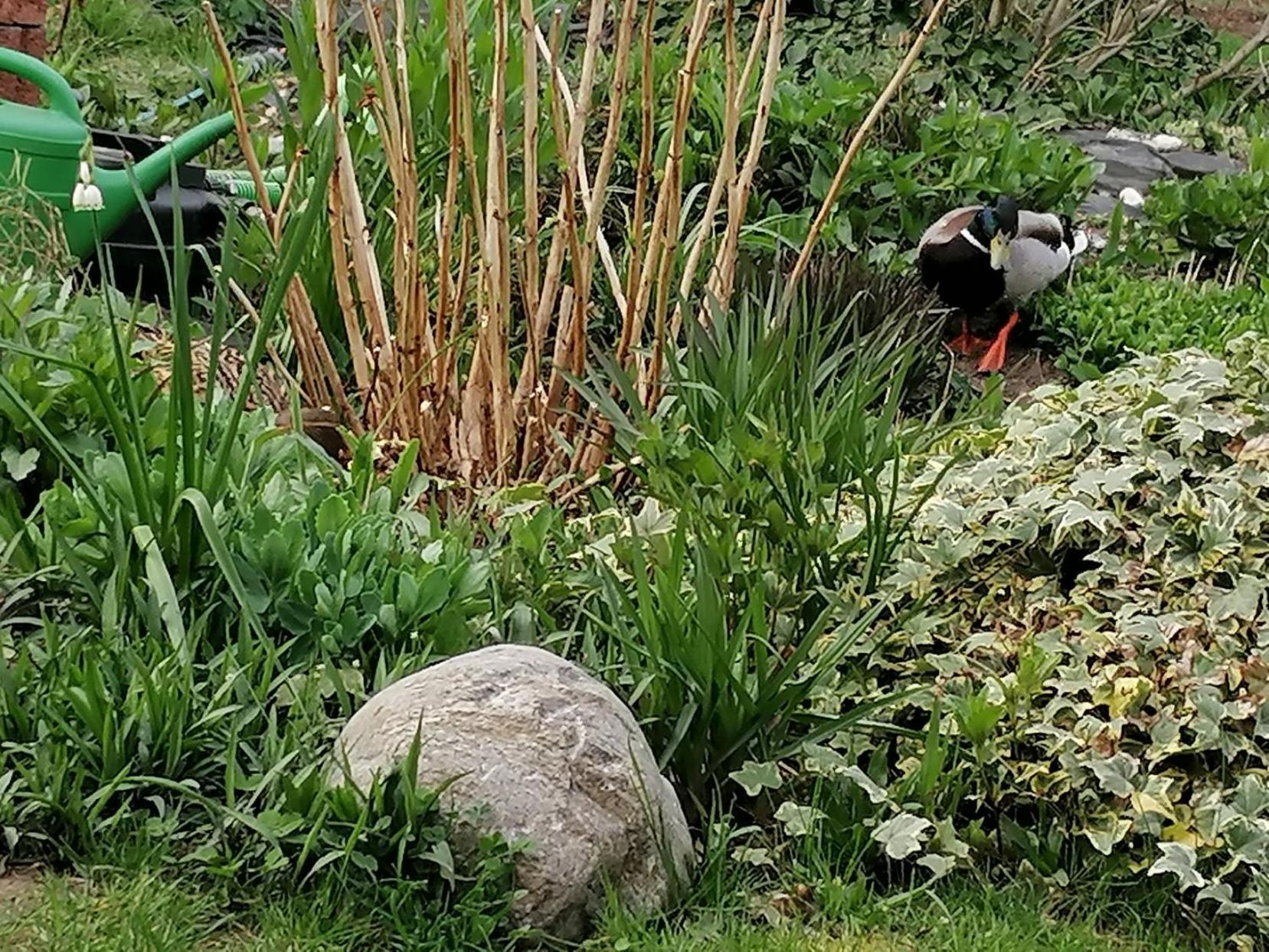 Im Idyllischen Garten Feriepark *